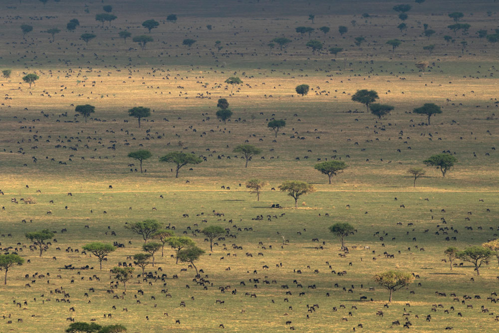Wildebeest migration at Singita Sasakwa Lodge, luxury Tanzania safari / Courtesy Singita