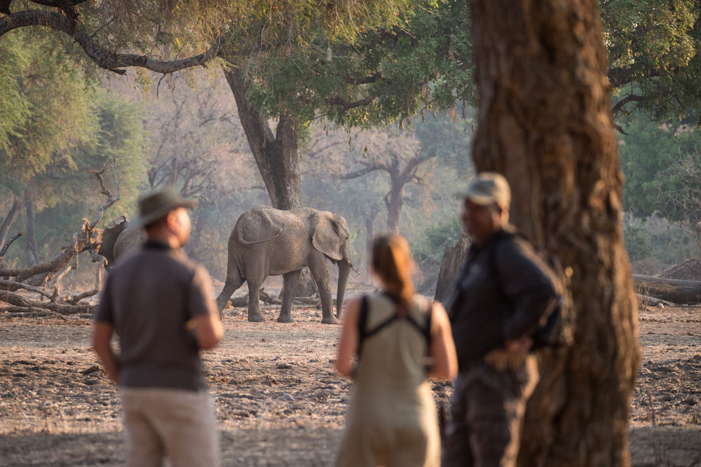 Walking safari at Chikwenya, Mana Pools, luxury Zimbabwe safari / Anton Kruger / Courtesy of Wilderness Safaris