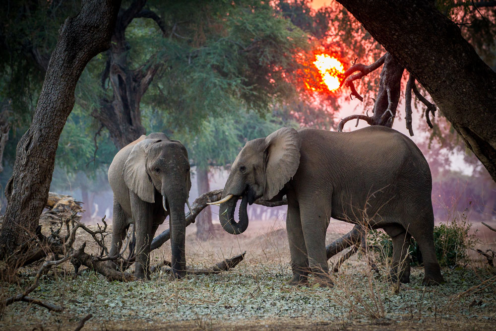 Elephant at Chikwenya, Mana Pools, luxury Zimbabwe safari / Caroline Culbert / Courtesy of Wilderness Safaris