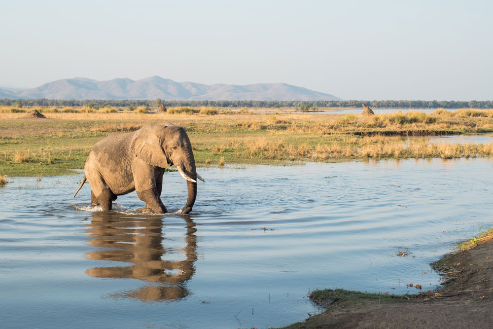 Elephant at Chikwenya, Mana Pools, luxury Zimbabwe safari / Ruth and Kyle De Nobrega / Courtesy of Wilderness Safaris