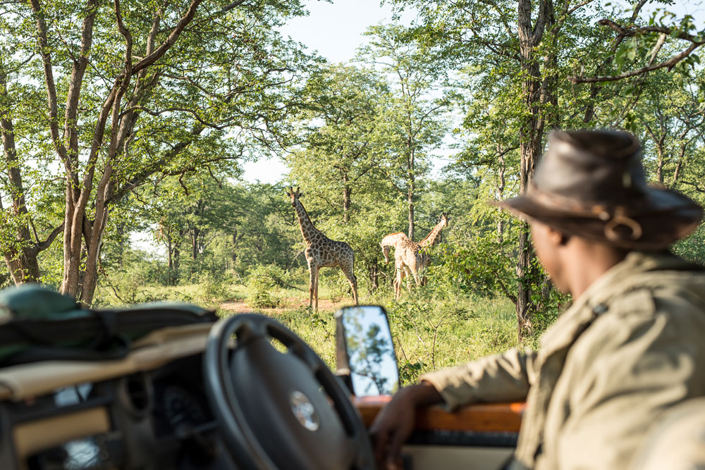 Giraffe at Singita Pamushana Lodge, luxury Zimbabwe safari / Courtesy Singita