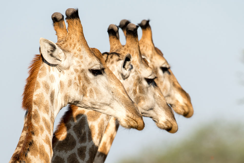 Giraffe heads at Singita Pamushana Lodge, luxury Zimbabwe safari / Courtesy Singita