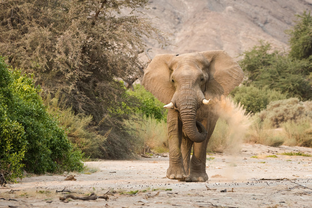 Elephant at Hoanib Valley Camp, luxury Namibia safari / Courtesy of Natural Selection Travel