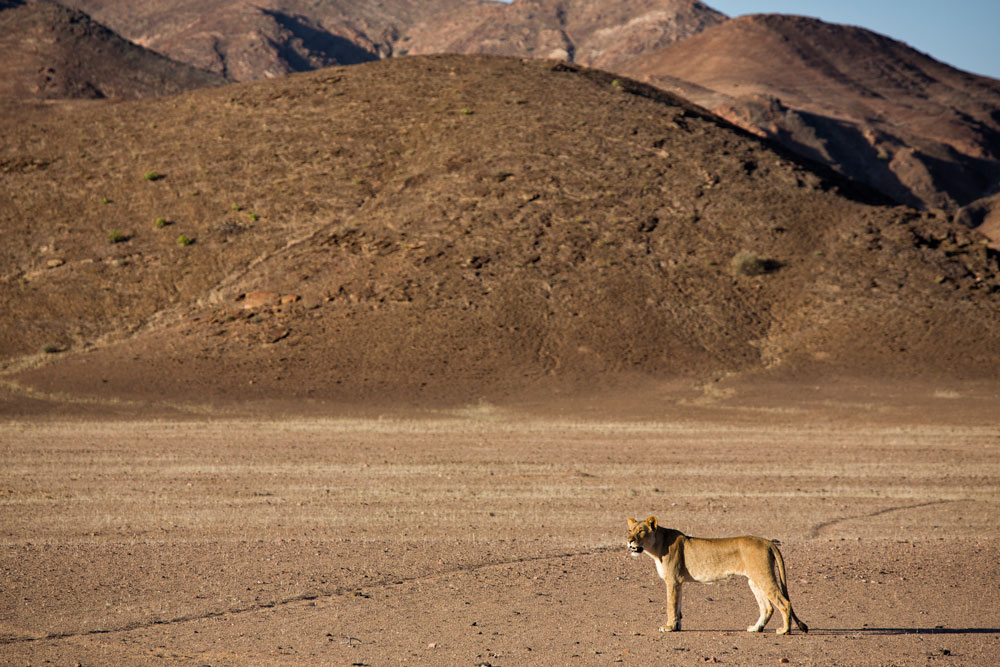 Desert lion near Hoanib Valley Camp, luxury Namibia safari / Courtesy of Natural Selection Travel