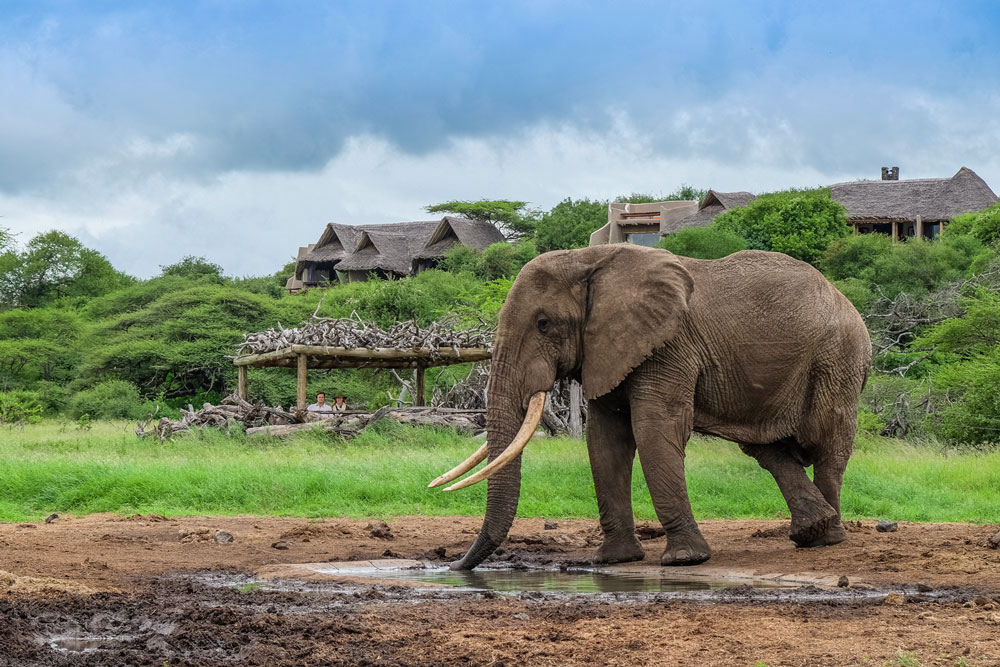 Elephant at Ol Donyo Lodge, luxury Kenya safari / Courtesy of Great Plains Conservation