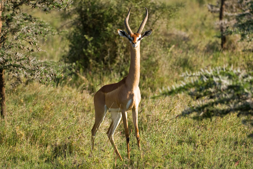 Gerenuk at Ol Donyo Lodge, luxury Kenya safari / Courtesy of Great Plains Conservation