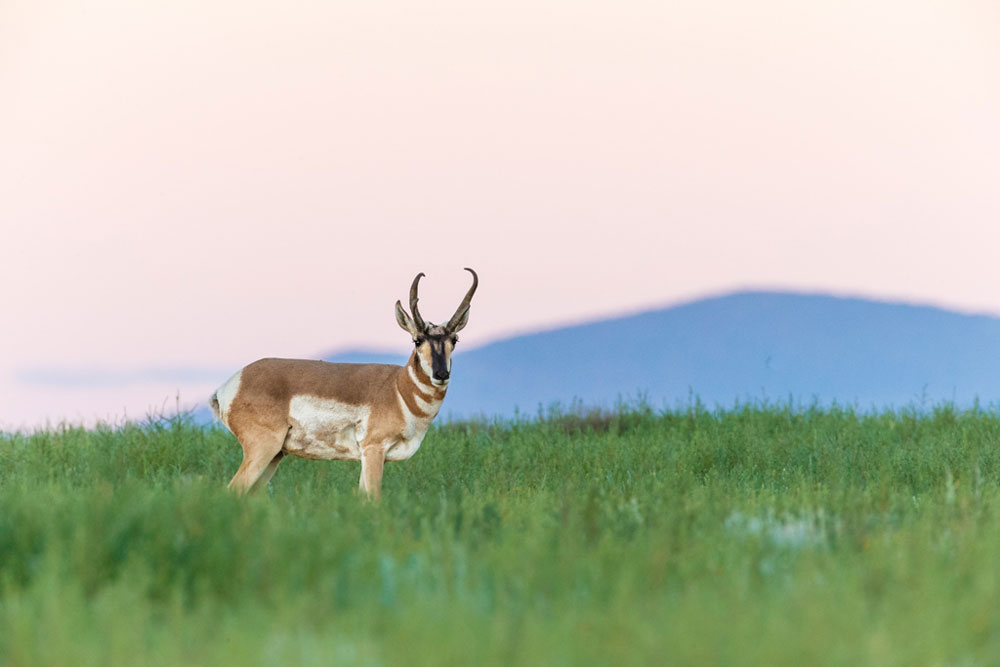 Pronghorn antelope at Vermejo / Courtesy of Ted Turner Reserves luxury nature lodge