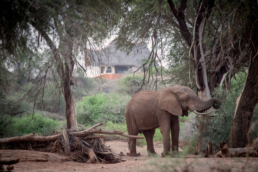 Elephant at Sasaab, luxury Samburu Kenya safari / Courtesy of The Safari Collection