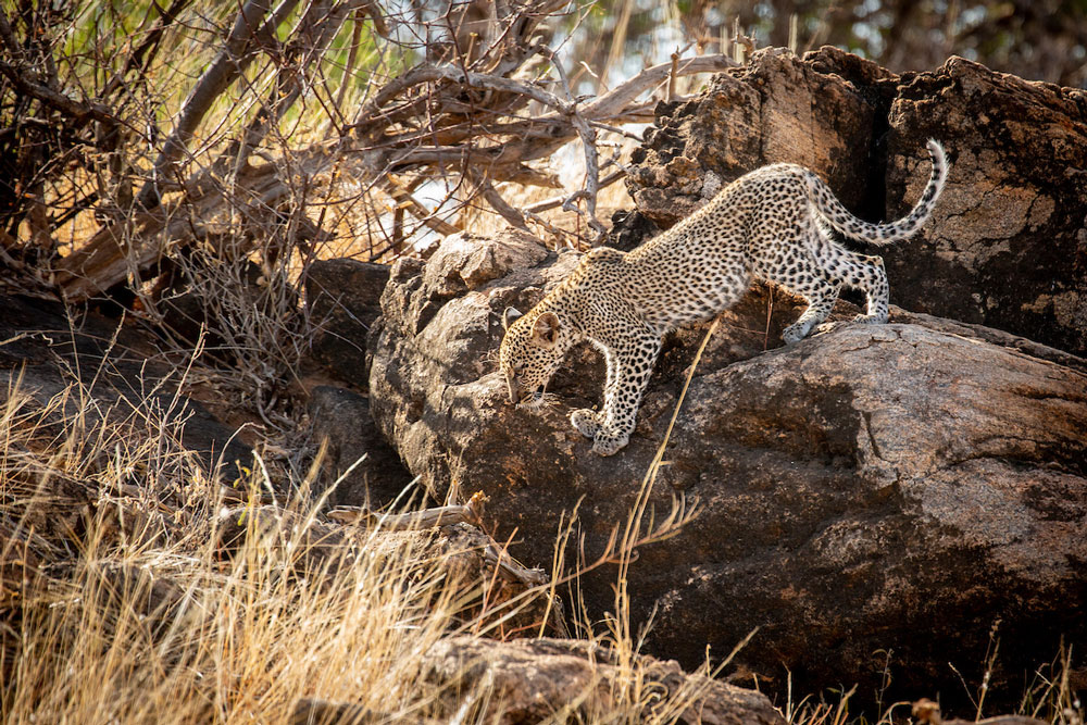 Leopard at Sasaab, luxury Samburu Kenya safari / Courtesy of The Safari Collection