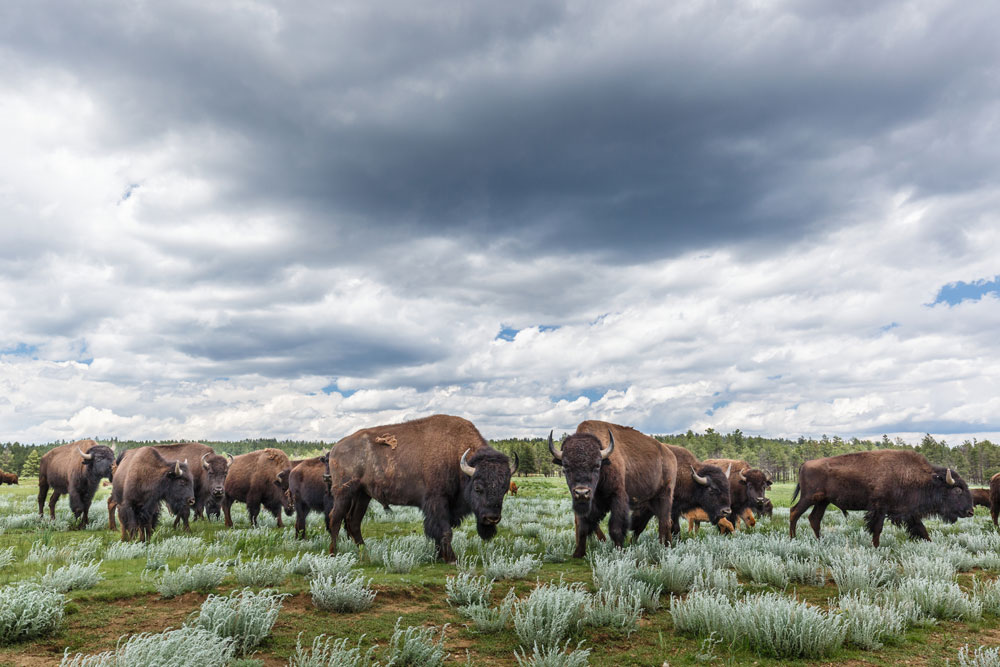Bison at Vermejo / Courtesy of Ted Turner Reservesluxury nature lodge