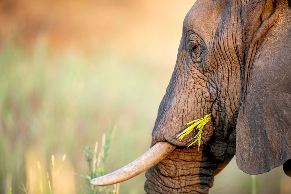 Elephant at Singita Boulders Lodge, luxury South Africa safari / Courtesy Singita