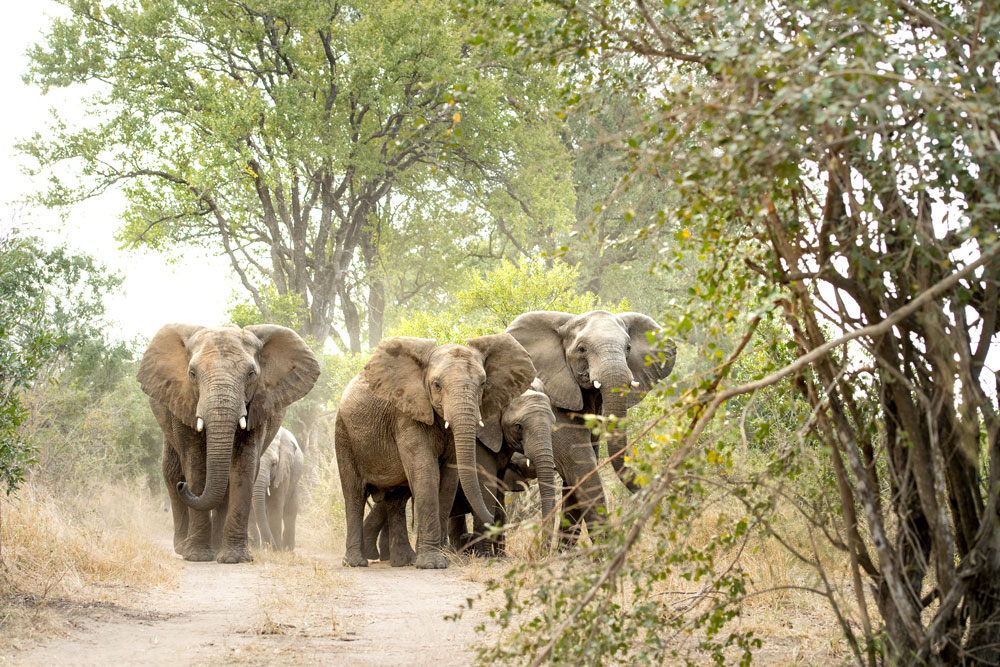Elephants at Singita Boulders Lodge, luxury South Africa safari / Courtesy Singita
