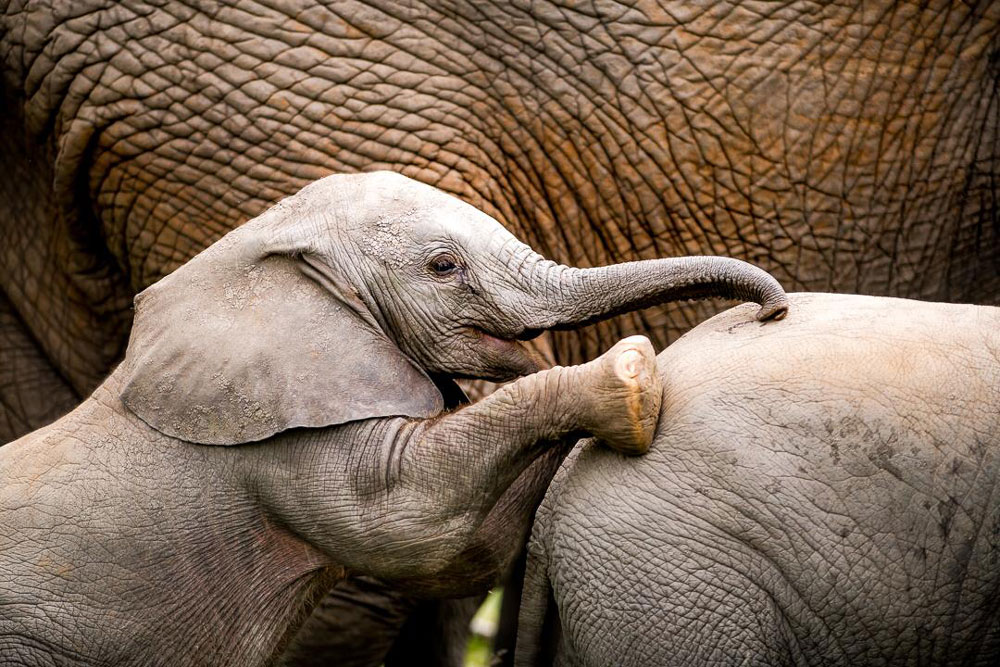 Baby elephant at Singita Boulders Lodge, luxury South Africa safari / Courtesy Singita