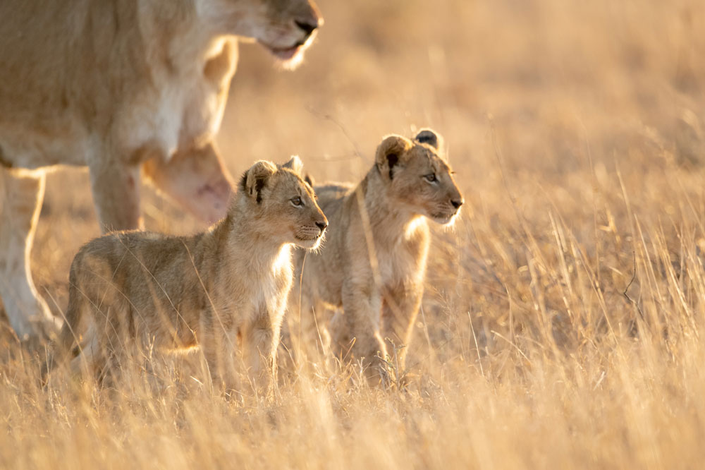 Fauna Travel » Singita Boulders Lodge