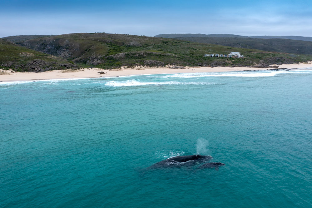 Whales at Lekkerwater Beach Lodge, luxury South Africa beach safari / Courtesy of Natural Selection Travel