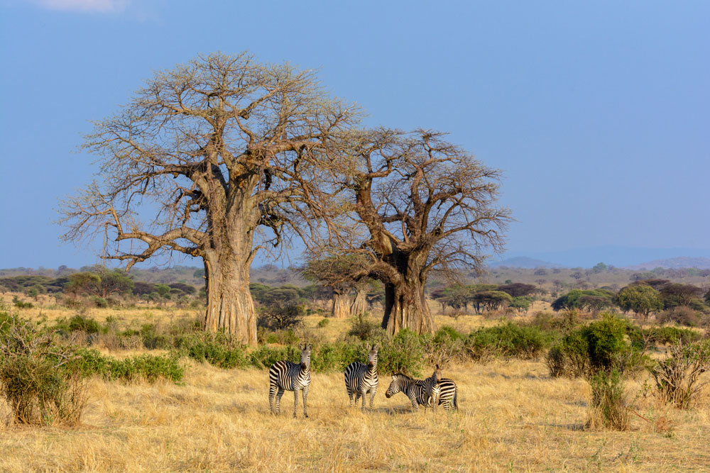Zebra and baobab at Jabali Ridge, Ruaha National Park / Courtesy of Asilia Africa luxury African Tanzania safari