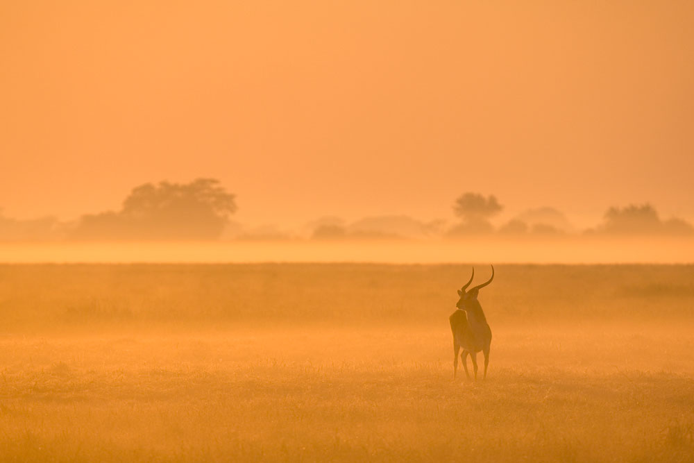 Antelope at Kafue National Park near Shumba Camp / Dana Allen / Courtesy of Wilderness Safaris