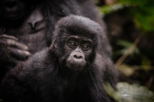 Gorilla trekking Sanctuary Gorilla Forest Camp / Courtesy of Sanctuary Retreats luxury Uganda gorilla trekking