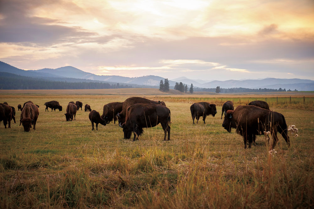 Bison at The Green O / Courtesy of Paws Up luxury Montana nature resort