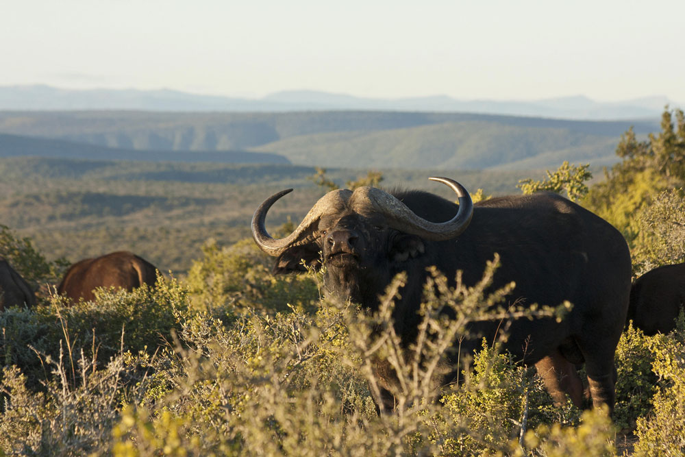 Buffalo near Kwandwe Great Fish River Lodge / Courtesy of Kwandwe luxury South Africa safari