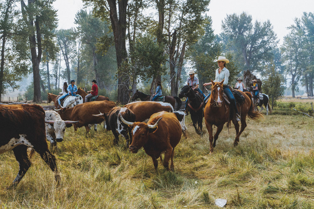 Cattle drive at The Green O / Courtesy of Paws Up luxury Montana nature resort