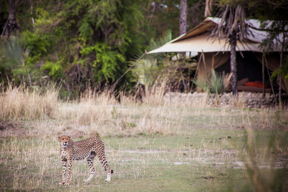 Cheetah near Chem Chem Lodge / Courtesy of Chem Chem Safaris luxury Tanzania safari