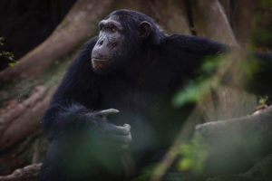 Chimpanzee at Queen Elizabeth National Park near Kyambura Gorge Lodge / Courtesy of Volcanoes Safaris luxury Uganda safari