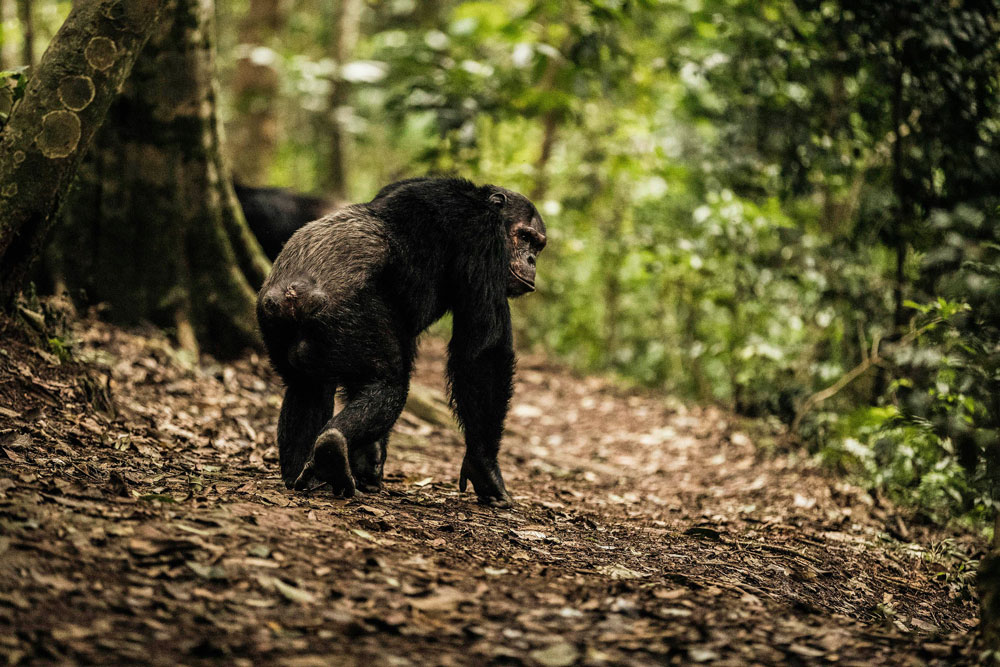 Luxury One & only Nyungwe House Rwanda — Rwanda Chimpanzee tour