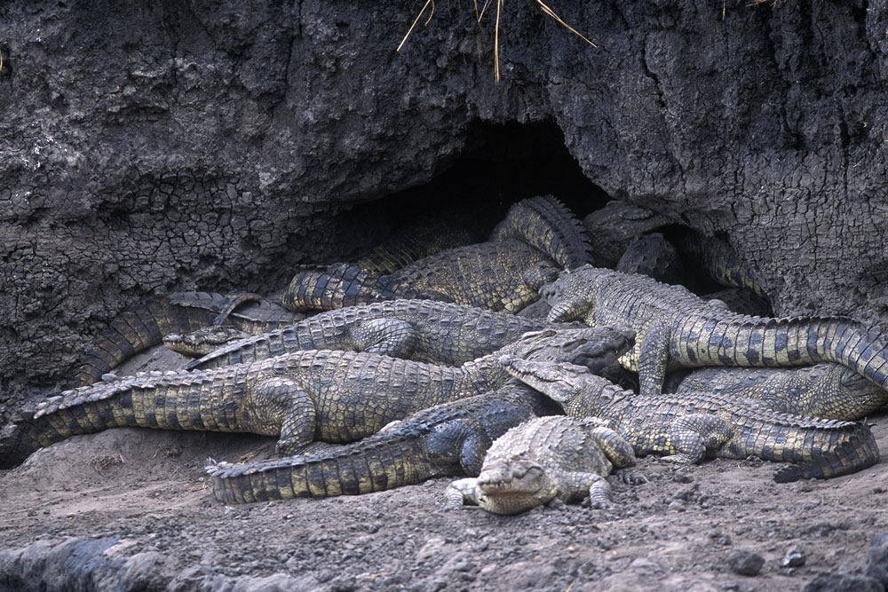 Crocodile at Katavi National Park near Chada Katavi / Courtesy of Nomad Tanzania luxury safari