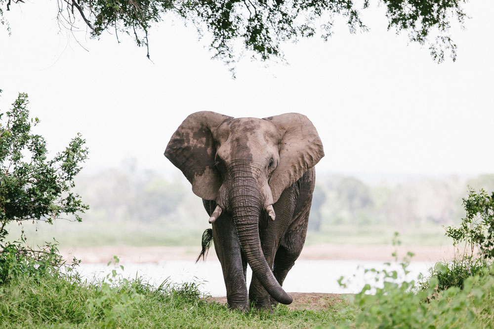 Elephants at Chilo Gorge Lodge / Courtesy of Chili Gorge Lodge luxury Zimbabwe safari