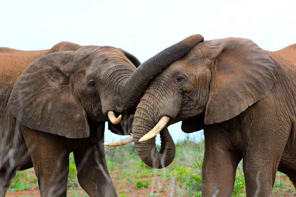 Elephants at &Beyond Phinda Rock Lodge / Courtesy of &Beyond luxury South Africa safari