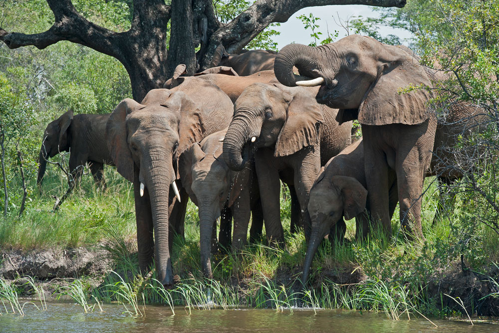 Elephant near Toka Leya / Dana Allen / Courtesy of Wilderness Safaris luxury Zambia safari