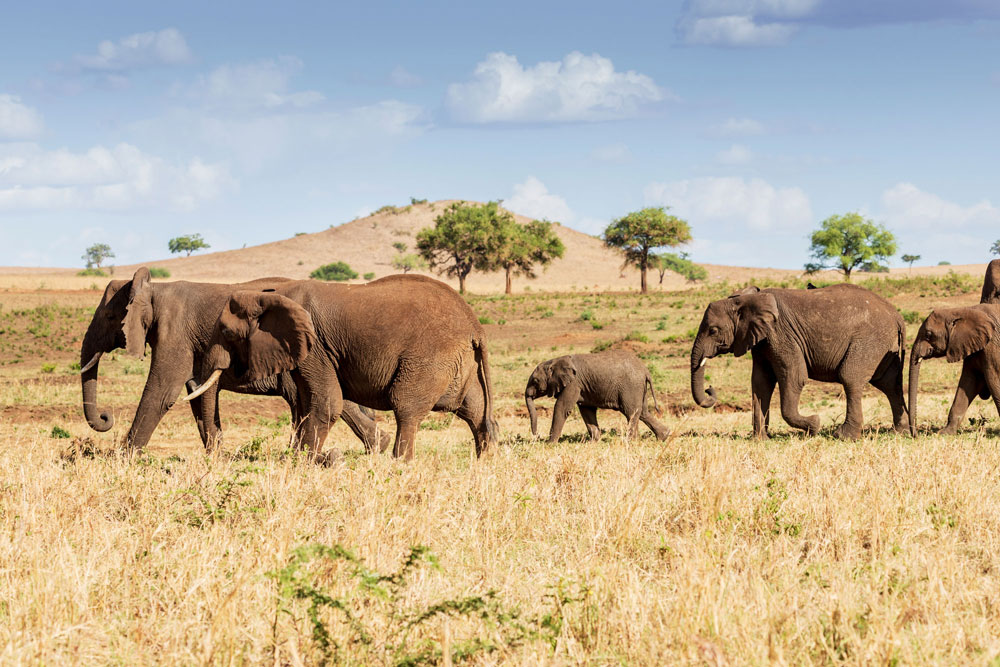 Elephant at Apoka Safari Lodge / Courtesy of Wildplaces Africa luxury Uganda safari