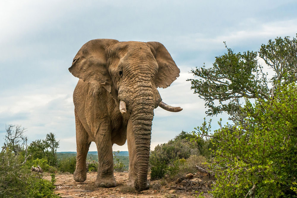 Elephant at Kwandwe Great Fish River Lodge / Courtesy of Kwandwe luxury South Africa safari
