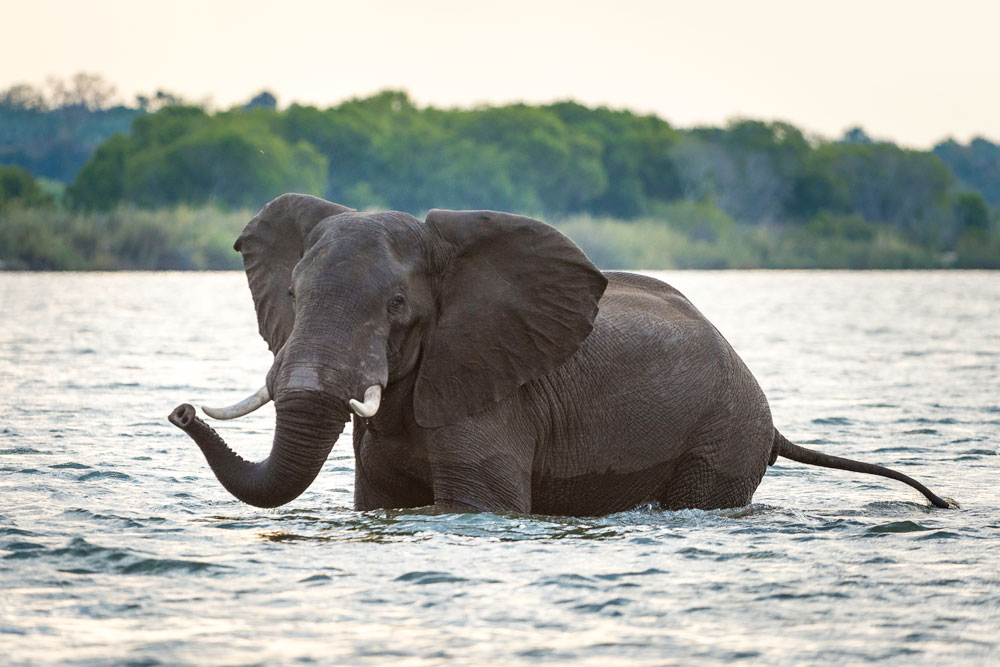 Water safari at Toka Leya / Dana Allen / Courtesy of Wilderness Safaris luxury Zambia safari