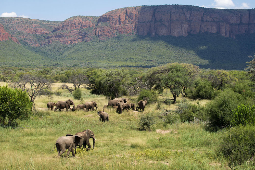 Elephants at Marataba Mountain Lodge / Courtesy of Marataba luxury safari
