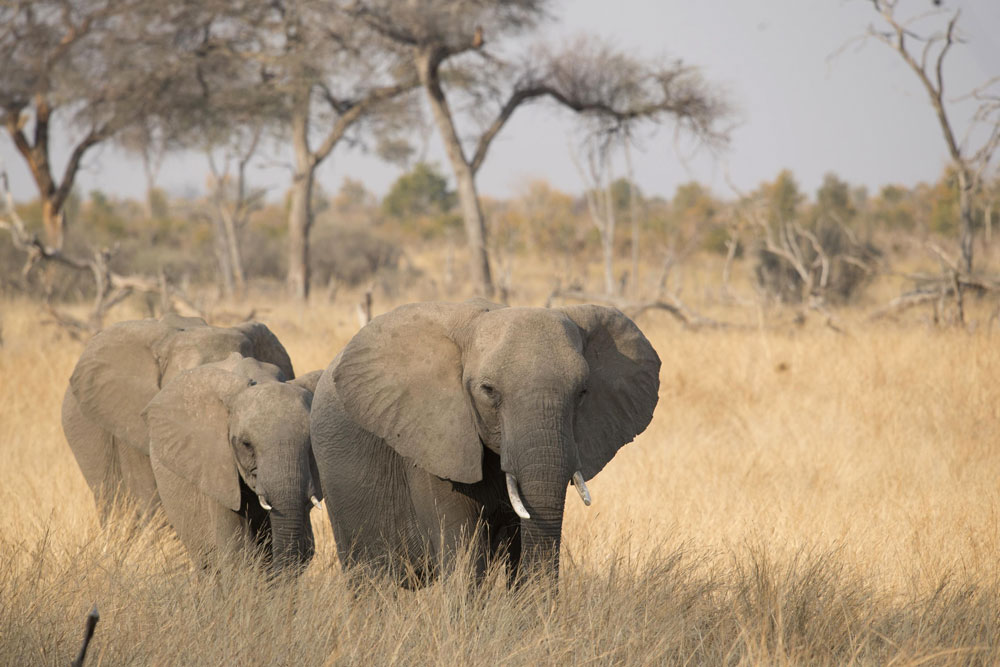 Elephants in Hwange National Park near Somalisa Camp / Courtesy of African Bush Camps luxury Zimbabwe safari