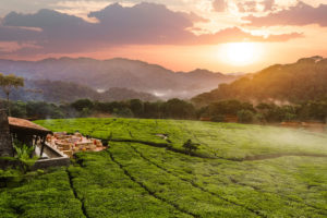 Tea fields and exterior of One & Only Nyungwe House / Courtesy of One & Only Resorts chimpanzee trekking Rwanda