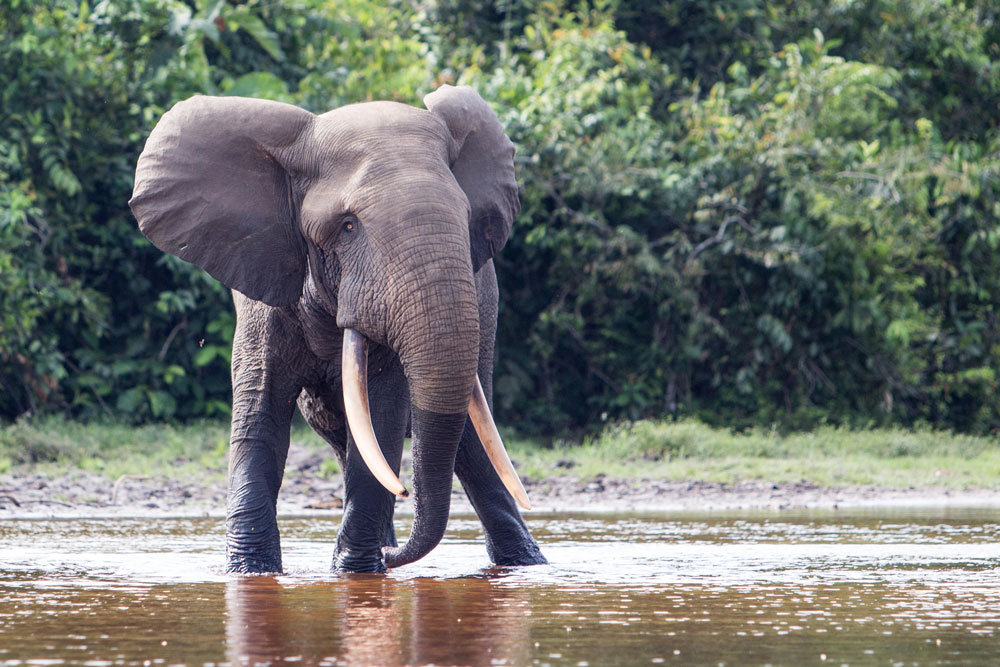 Forest elephant near Lango Camp / Courtesy of Congo Conservation Company luxury Congo jungle lodge