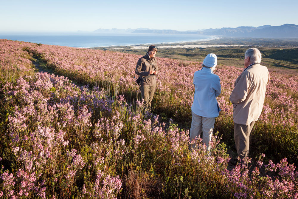 Flower safari at Grootbos Private Nature Reserve / Courtesy of Grootbos luxury South Africa Beach resort