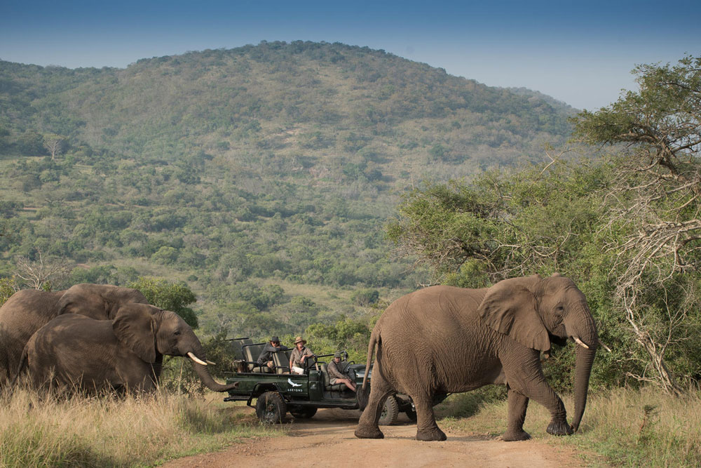 Game drives at &Beyond Phinda Mountain Lodge / Courtesy of &Beyond