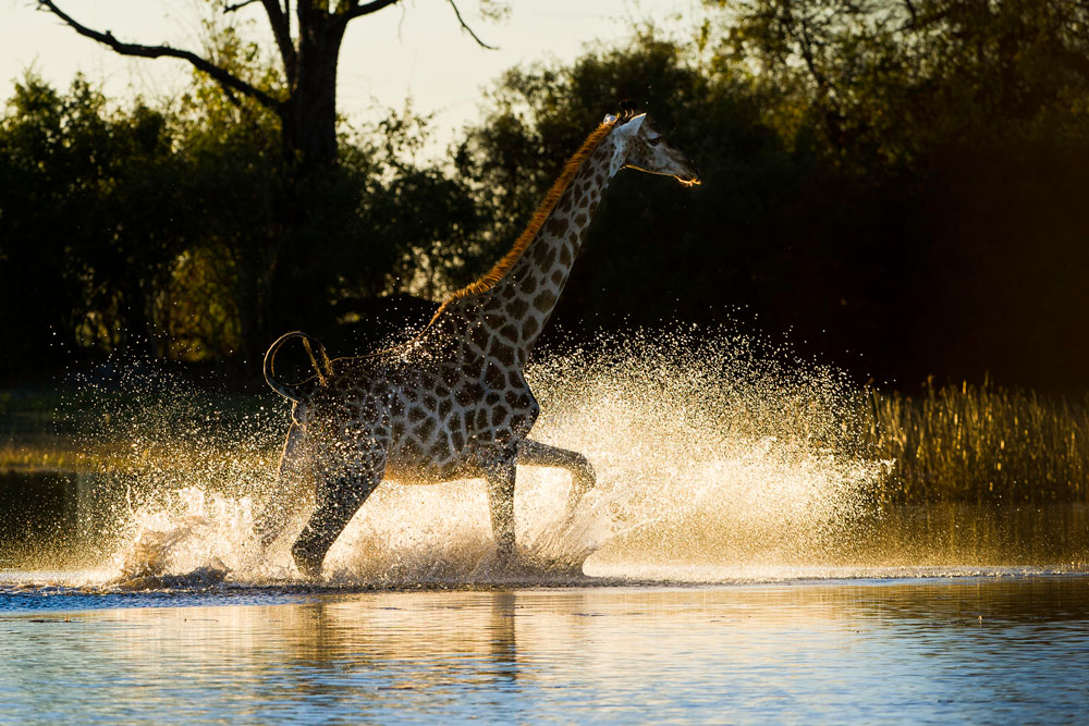 Giraffe in the Linyanti near DumaTau / Courtesy of Wilderness Safaris luxury Botswana safari
