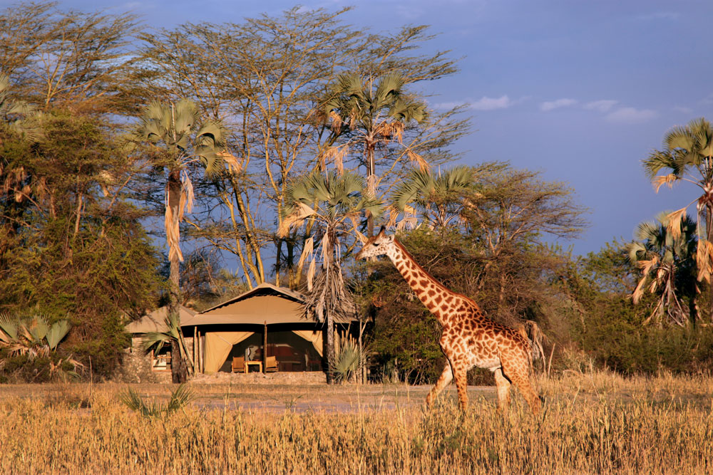 Giraffe and Chem Chem Lodge / Courtesy of Chem Chem Safaris luxury Tanzania safari