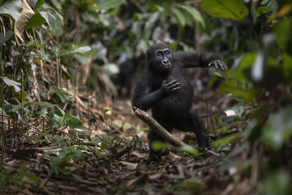Lowland gorilla trekking at Ngaga Camp / Courtesy of Congo Conservation Company luxury Congo gorilla lodge