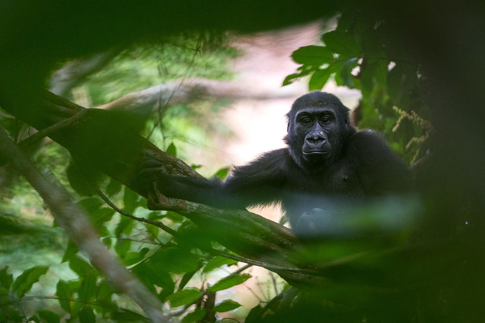 Lowland gorilla trekking at Ngaga Camp / Courtesy of Congo Conservation Company luxury Congo gorilla lodge