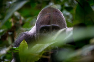 Lowland gorilla trekking at Ngaga Camp / Courtesy of Congo Conservation Company luxury Congo gorilla lodge
