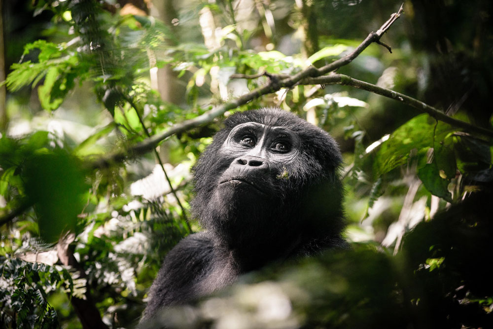 Gorilla trekking near Sanctuary Gorilla Forest Camp / Courtesy of Sanctuary Retreats luxury Uganda gorilla trekking