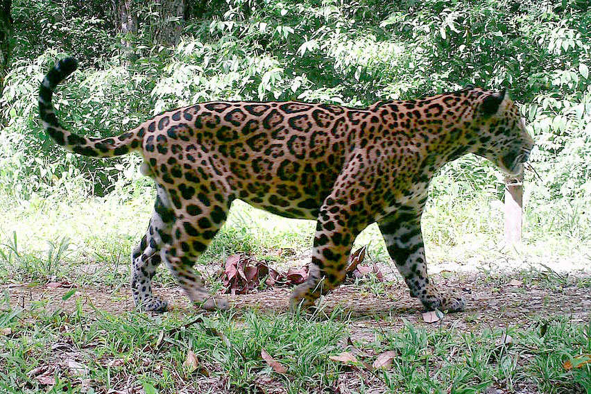 Jaguar near Chan Chich Lodge / Courtesy of Chan Chich Lodge luxury Belize eco lodge