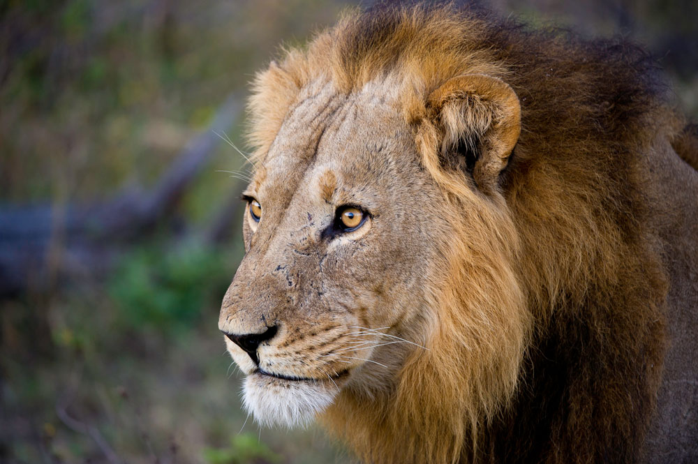 Lion in the Linyanti near DumaTau / Courtesy of Wilderness Safaris luxury Botswana safari