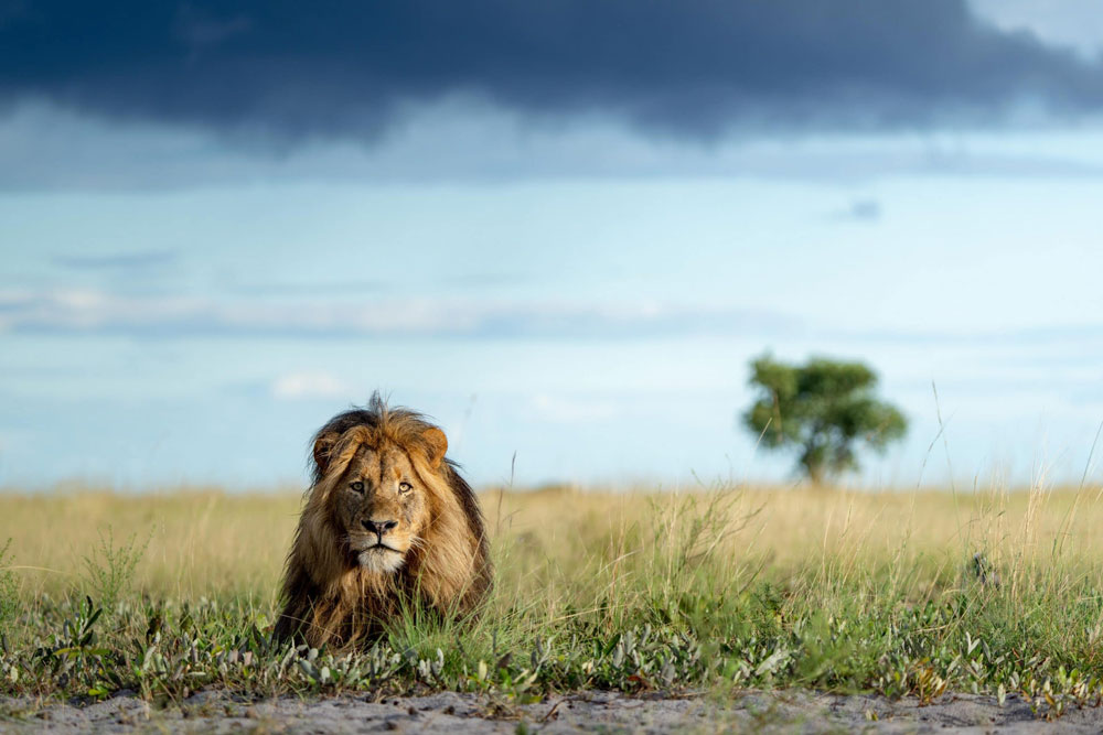 Lion near King Lewanika / Courtesy of Time & Tide